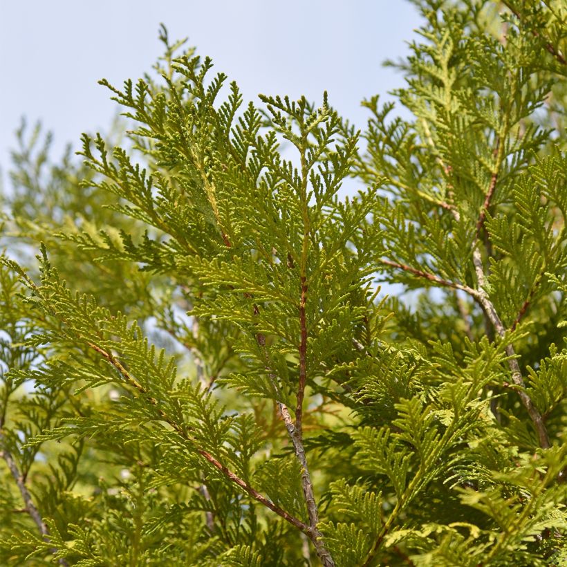 Thuja plicata Martin - Tuia plicata (Foliage)