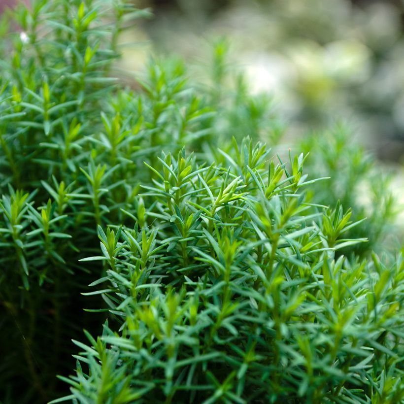 Thuja occidentalis Teddy - Tuia occidentale (Fogliame)