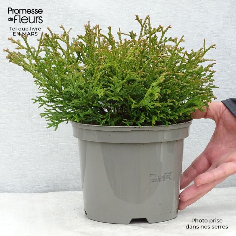 Thujopsis dolobrata Nana Vaso da 2L/3L esemplare consegnato in primavera