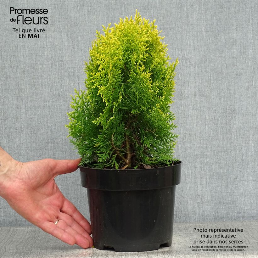 Example of Platycladus orientalis Aurea Nana - Tuia orientale Vaso da 2L/3L as you get in printemps