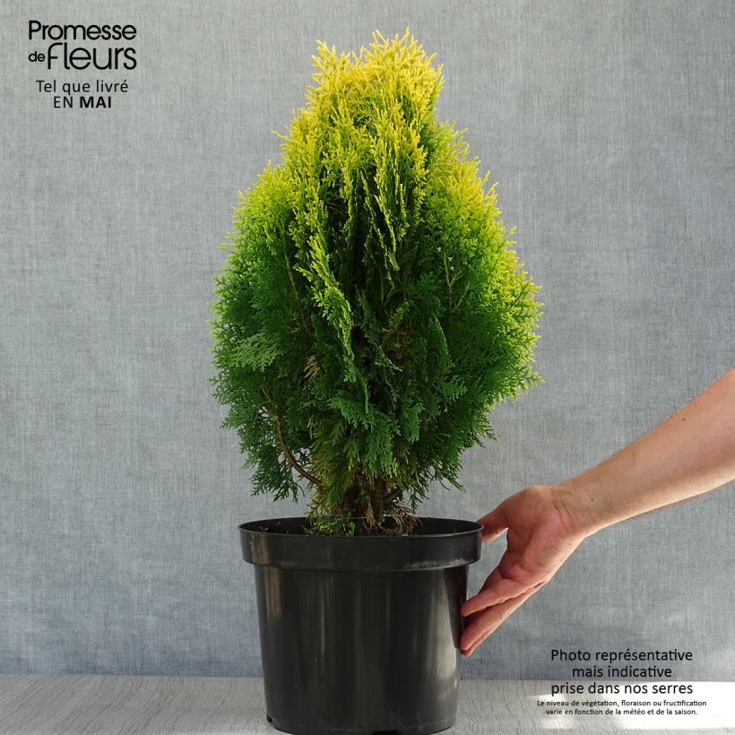 Example of Platycladus orientalis Aurea Nana - Tuia orientale Vaso da 7,5L/10L as you get in printemps