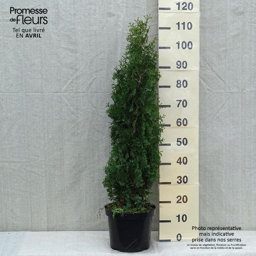 Example of Thuja occidentalis Degroots Spire - Tuia occidentale Vaso da 7,5L/10L as you get in printemps