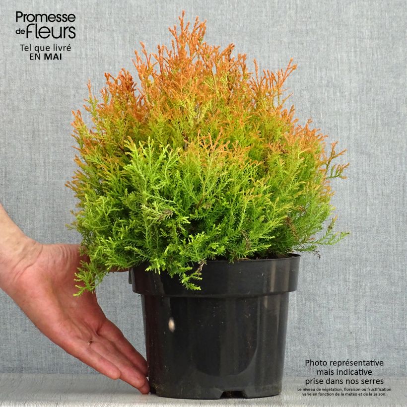 Example of Thuja occidentalis Fire Chief - Tuia occidentale Vaso da 2L/3L as you get in printemps
