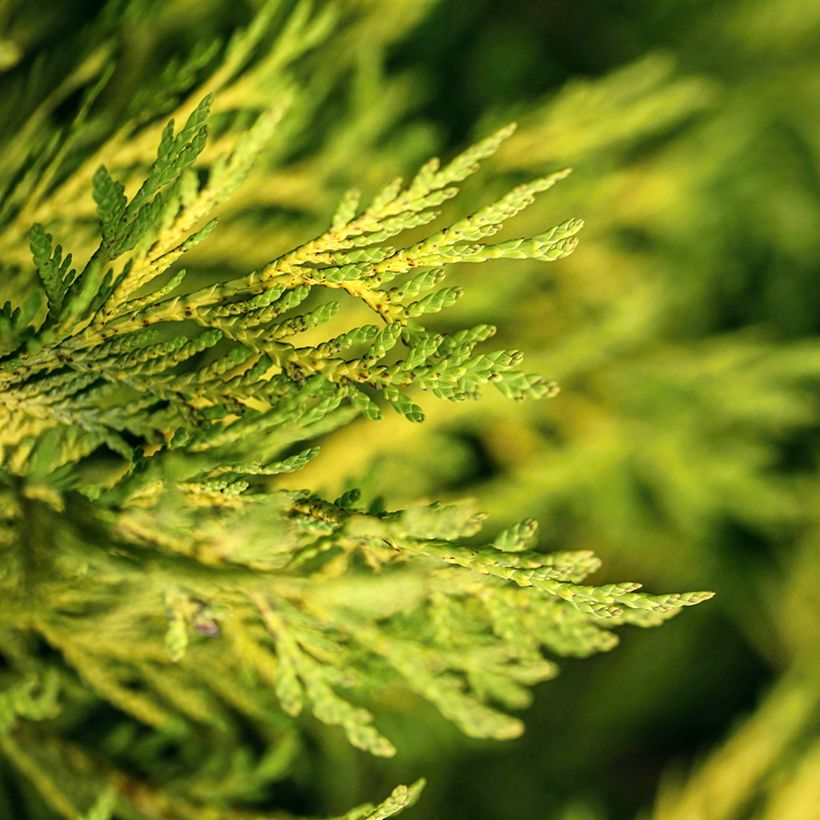 Thuja occidentalis Golden Smaragd - Tuia occidentale (Foliage)