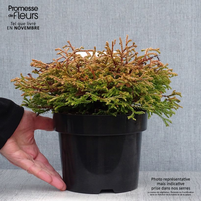 Esemplare di Thuja occidentalis Golden Tuffet - Tuia occidentale Vaso da 2L/3L come consegnato in autunno
