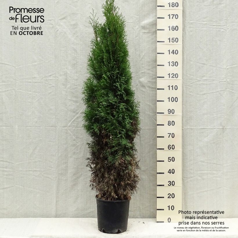 Esemplare di Thuja occidentalis Smaragd - Tuia occidentale Vaso da 7,5L/10L come consegnato in autunno
