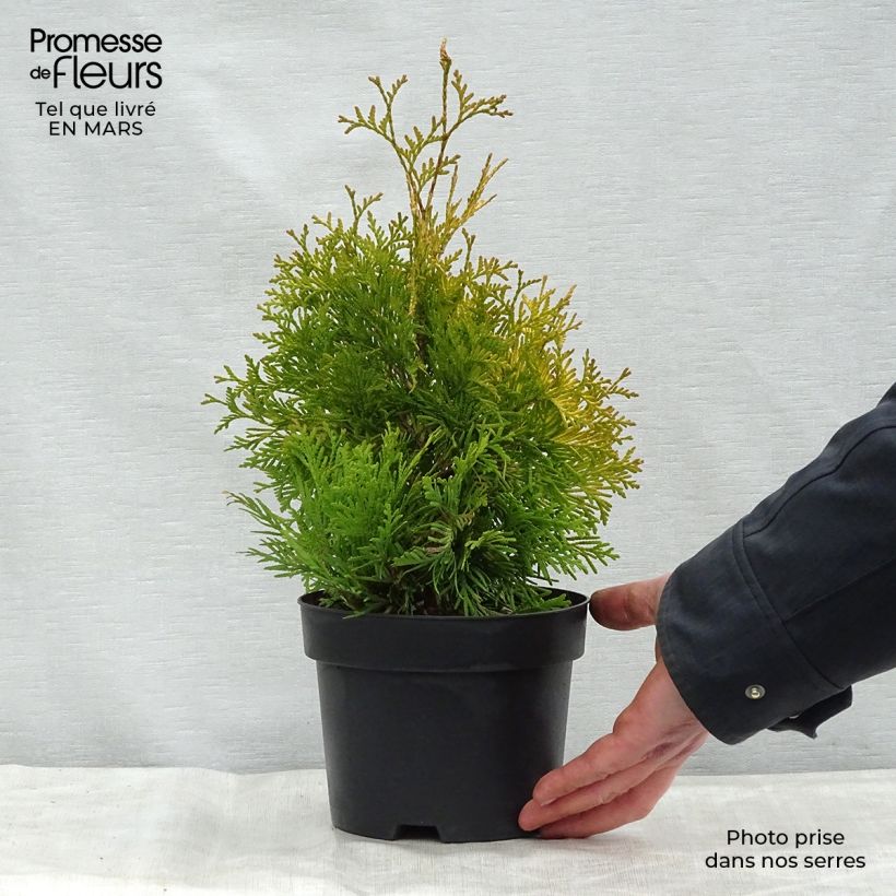 Example of Thuja occidentalis Yellow Ribbon - Tuia occidentale Vaso da 2L/3L as you get in printemps