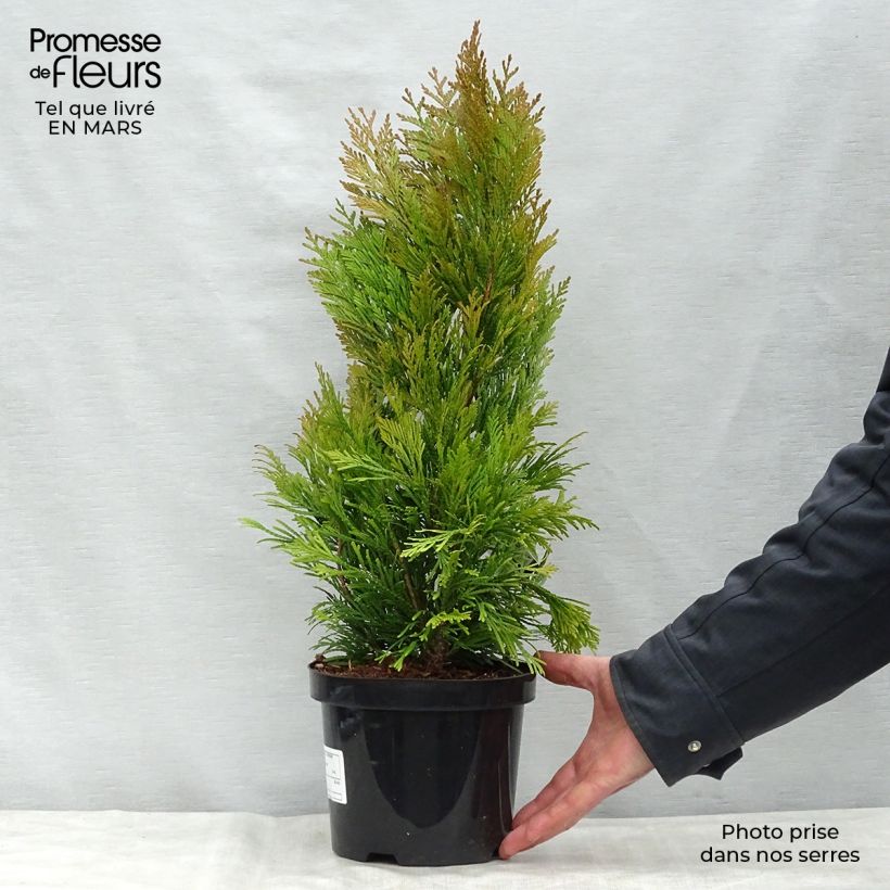 Thuja plicata 4 Ever Goldy - Tuia plicata Vaso da 2L/3L esemplare consegnato in primavera