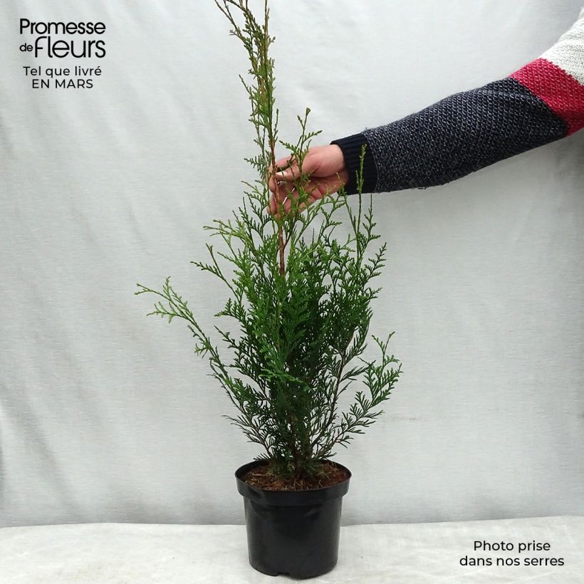 Example of Thuja plicata Atrovirens - Tuia plicata Vaso da 2L/3L as you get in printemps