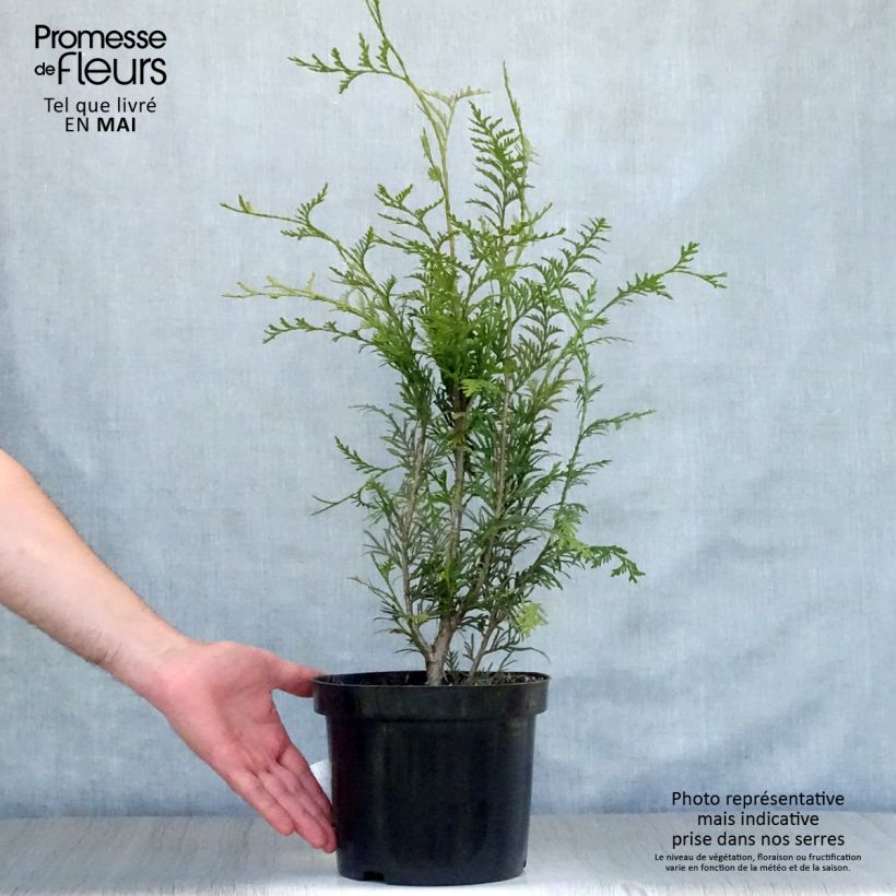 Example of Thuja plicata Atrovirens - Tuia plicata Vaso da 4L/5L as you get in printemps