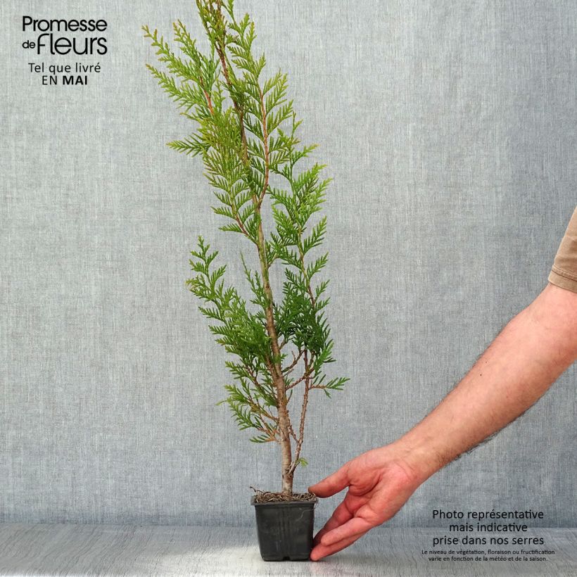 Example of Thuja plicata Atrovirens - Tuia plicata Vasetto da 8/9 cm as you get in printemps
