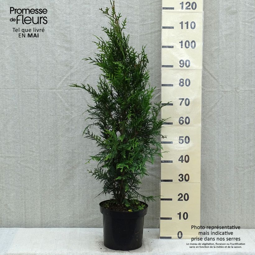 Example of Thuja plicata Atrovirens - Tuia plicata Vaso da 6L/7L as you get in printemps