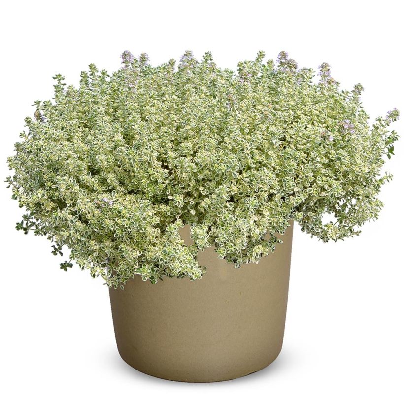Thymus Sparkling Bright - Timo (Plant habit)