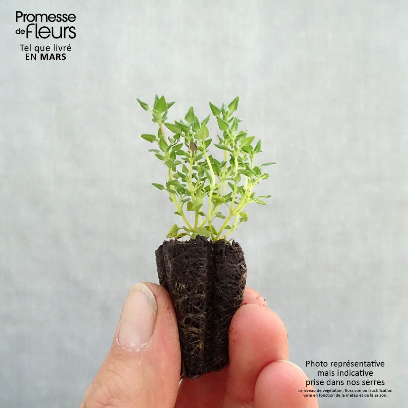 Thymus fragrantissimus rose - Timo mini zolla... esemplare consegnato in primavera