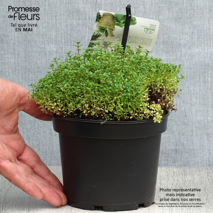 Thymus x citriodorus Bertram Anderson - Timo limone Vaso da 1,5L/2L esemplare consegnato in primavera