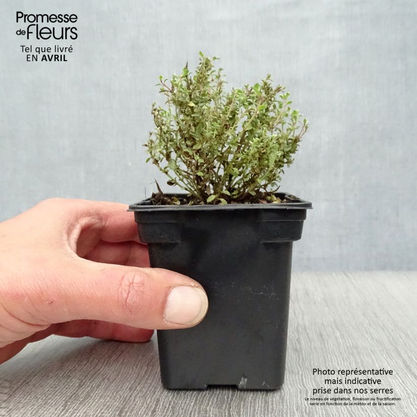 Example of Thymus x citriodorus Silver Edge - Timo limone Vasetto da 7/8 cm as you get in printemps