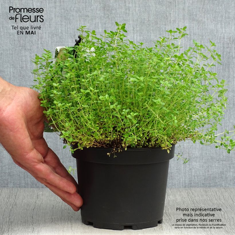 Thymus x citriodorus Aureus - Timo limone dorato Vaso da 1,5L/2L esemplare consegnato in primavera