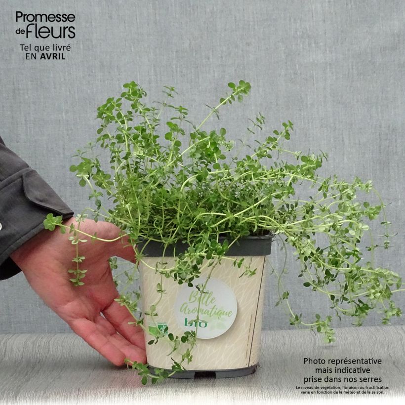 Example of Thymus x citriodorus Bio - Timo limone Vaso da 2L/3L as you get in printemps