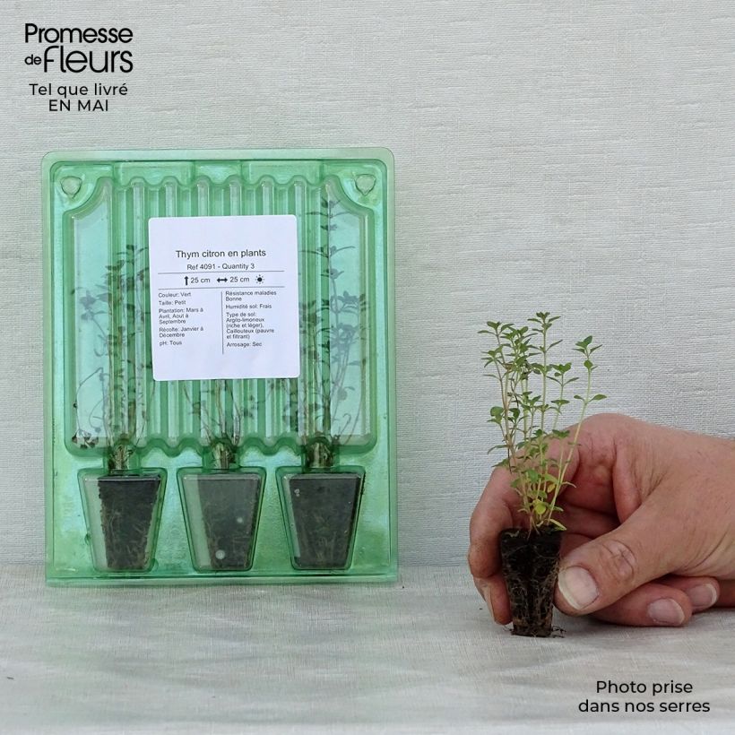 Thymus x citriodorus (piante) - Timo limone mini zolla... esemplare consegnato in primavera
