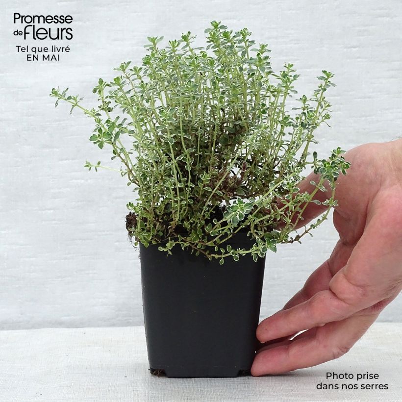 Example of Thymus x citriodorus Silver Queen - Timo limone pennacchio Vasetto da 8/9 cm as you get in printemps