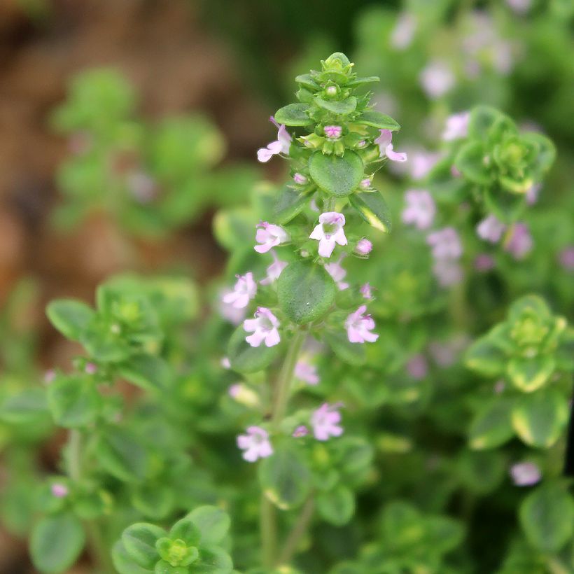 Thymus x citriodorus variegated - Timo limone pennacchio (Flowering)