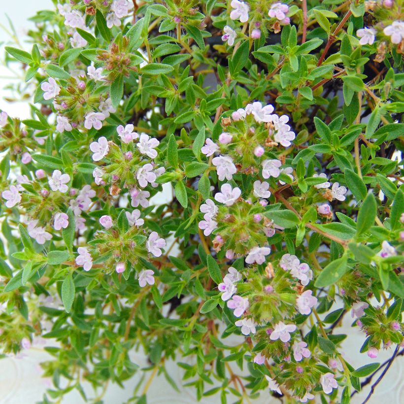 Thymus herba Barona - Timo (Flowering)