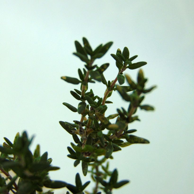 Thymus vulgaris - Timo (Foliage)