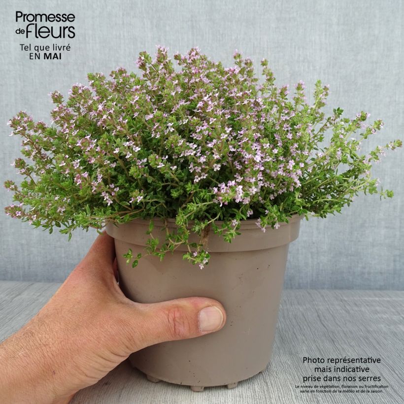 Thymus vulgaris Compactus - Timo compatto Vaso da 2L/3L esemplare consegnato in primavera