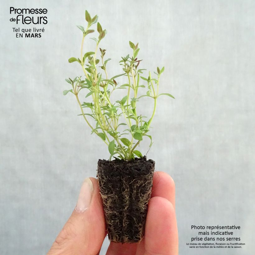 Thymus vulgaris Hiver - Timo mini zolla... esemplare consegnato in primavera