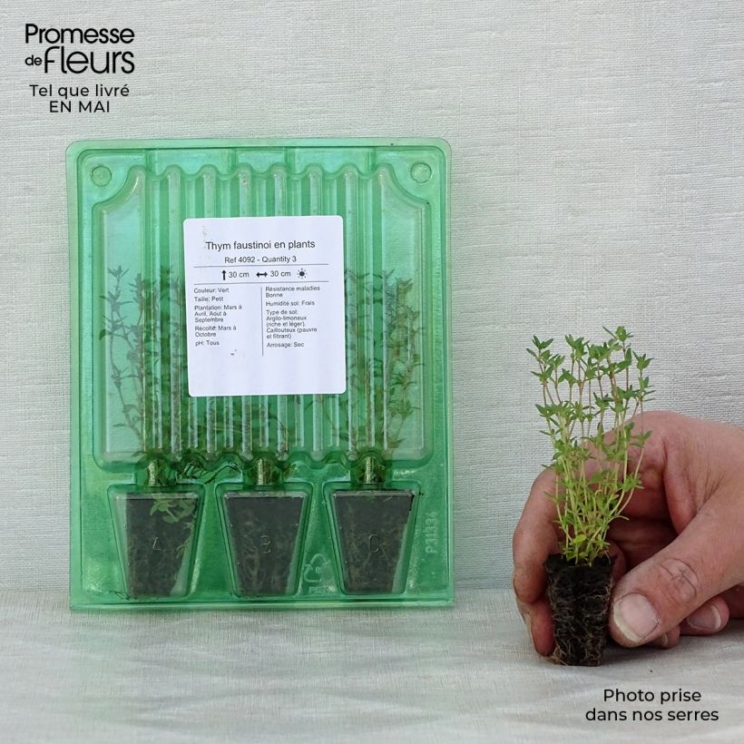 Example of Thymus x faustinoi - Timo mini zolla... as you get in printemps