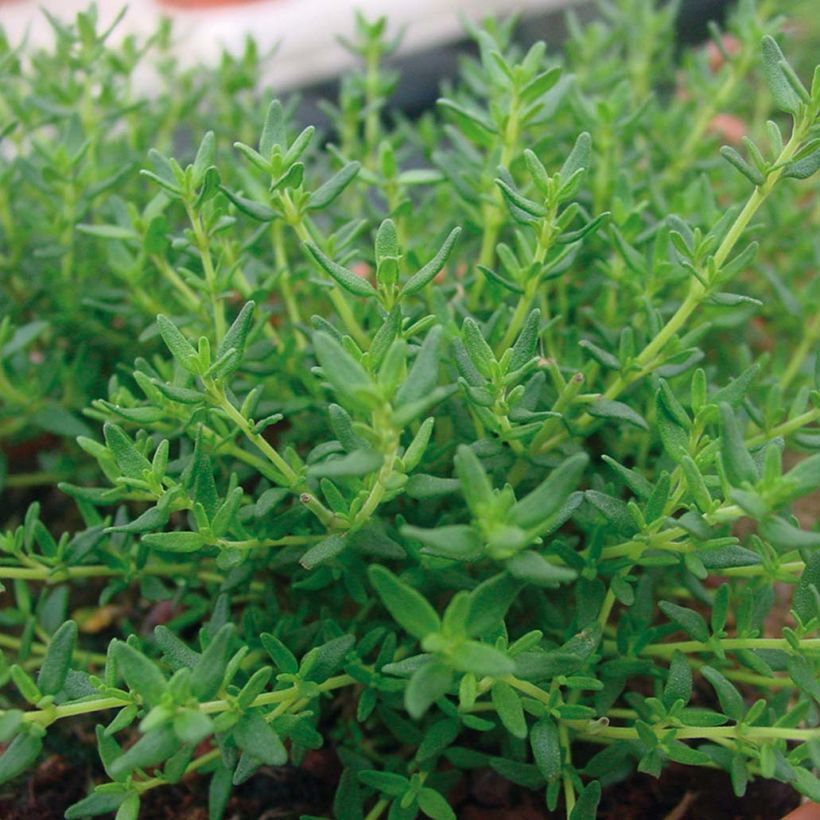 Thymus x faustinoi - Timo (Foliage)