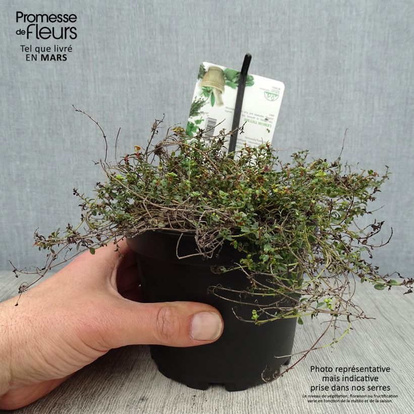 Thymus x citriodorus Doone Valley - Timo limone Vaso da 1L/1,5L esemplare consegnato in primavera