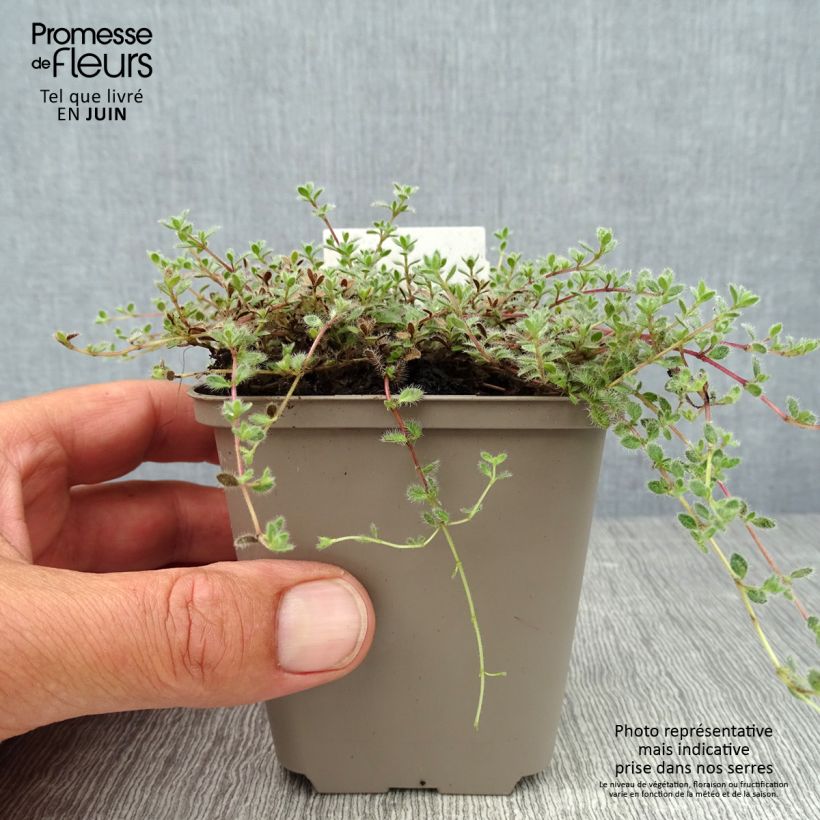 Esemplare di Thymus pseudolanuginosus - Timo Vasetto da 8/9 cm consegnato in estate