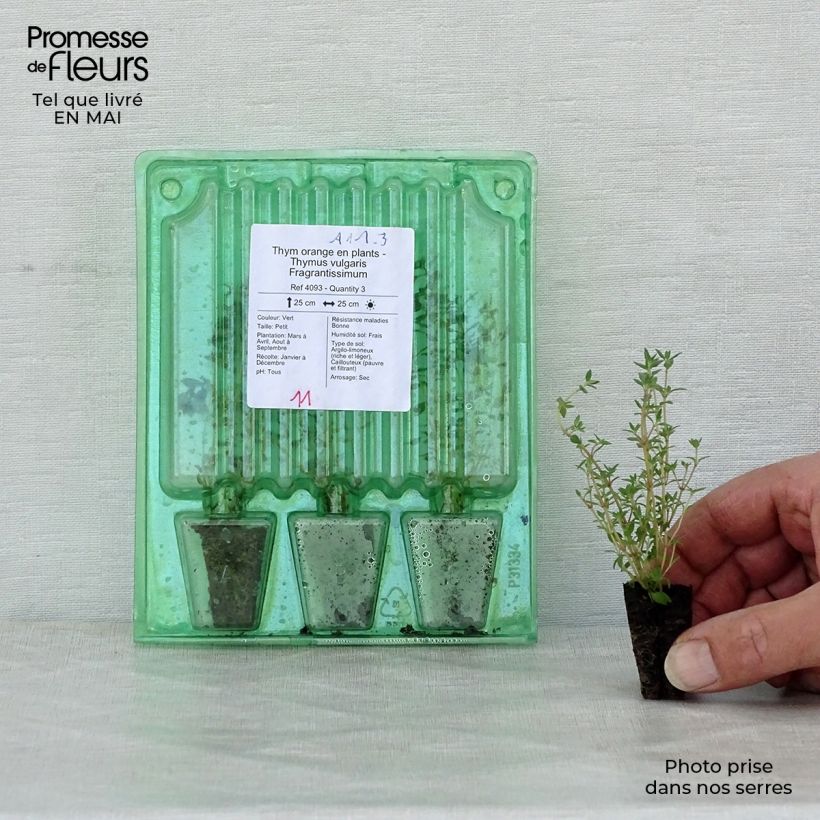 Thymus vulgaris 'Fragrantissimus' - Timo mini zolla... esemplare consegnato in primavera