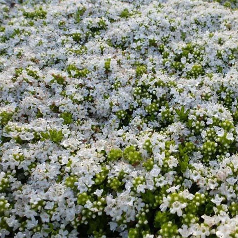Thymus praecox Albiflorus - Timo precoce (Flowering)