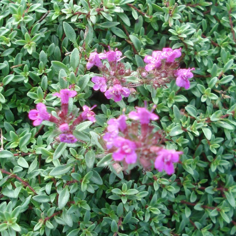 Thymus praecox Purple Beauty - Timo precoce (Flowering)