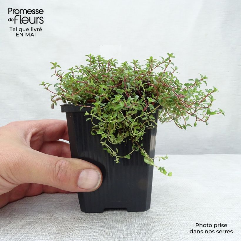 Example of Thymus praecox Purple Beauty - Timo precoce Vasetto da 8/9 cm as you get in printemps