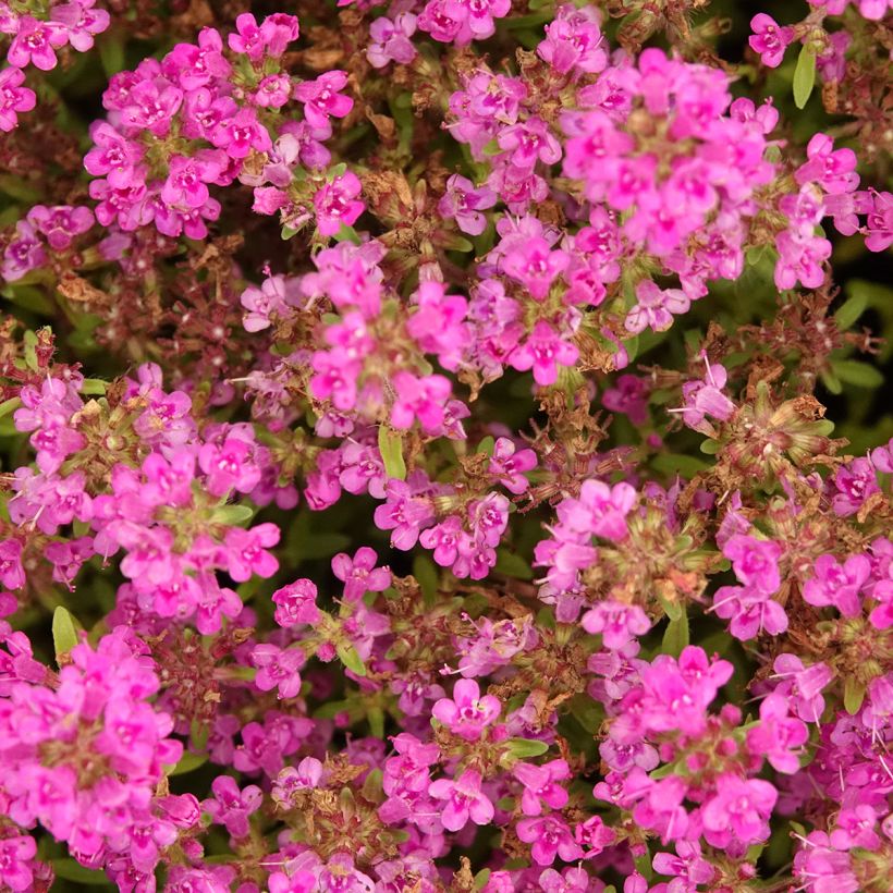Thymus praecox Purple Beauty - Timo precoce (Fioritura)