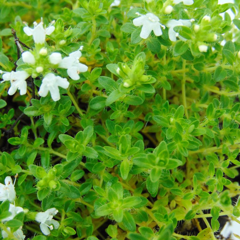Thymus praecox Albiflorus - Timo precoce (Foliage)