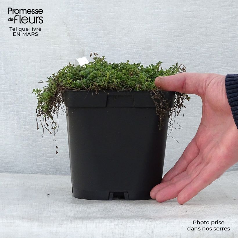 Example of Thymus praecox Albiflorus - Timo precoce Vaso da 2L/3L as you get in printemps