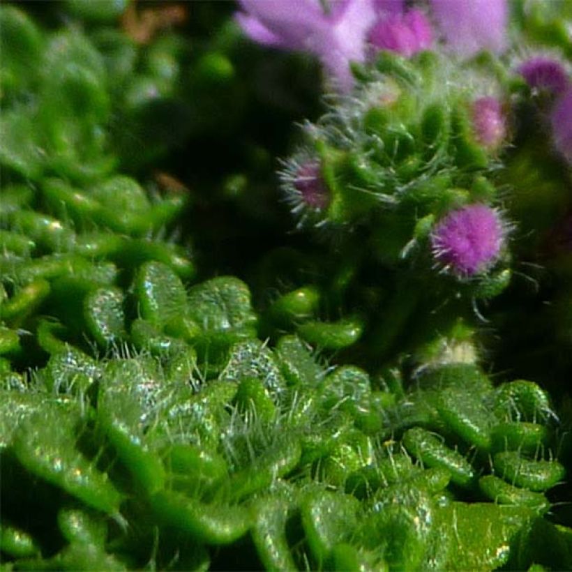 Thymus serpyllum Elfin - Serpillo (Foliage)