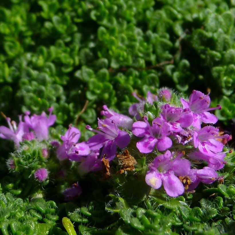 Thymus serpyllum Elfin - Serpillo (Flowering)