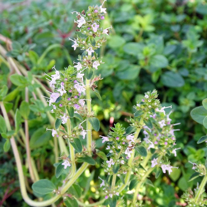 Thymus serpyllum - Timo serpillo (Flowering)