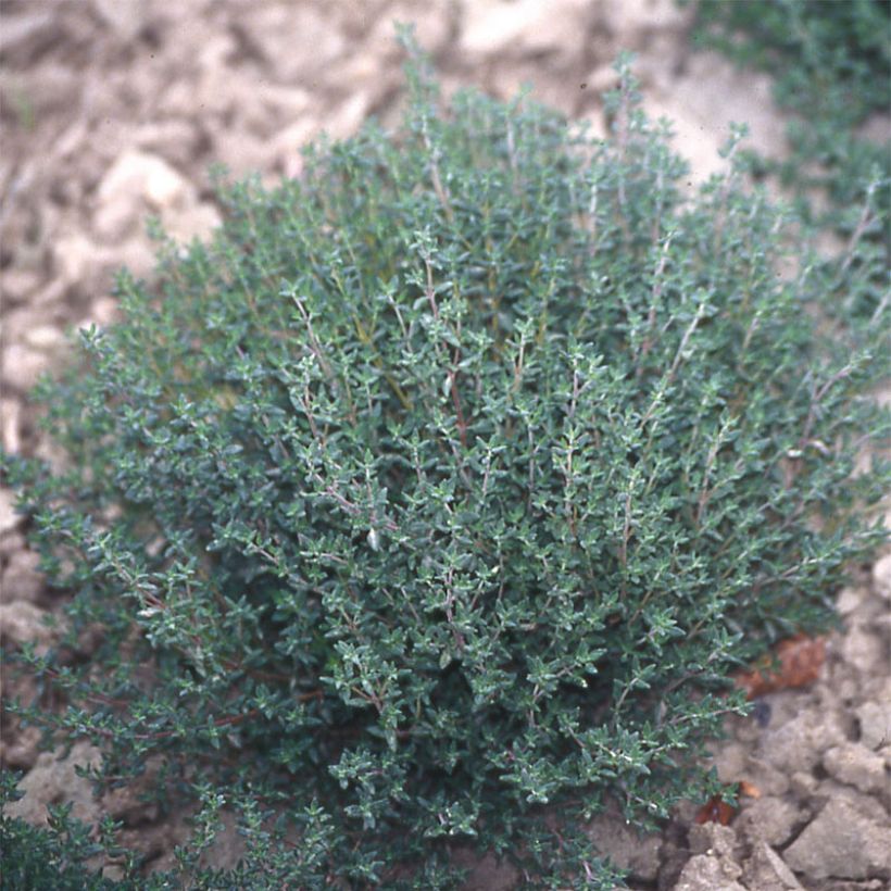 Thymus vulgaris Hiver - Timo (Porto)