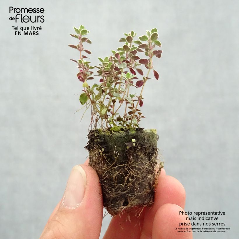 Example of Thymus Sparkling Bright - Timo mini zolla... as you get in printemps