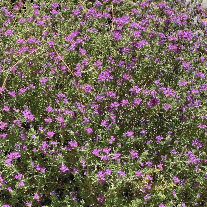 Thymus capitatus - Timo (Flowering)