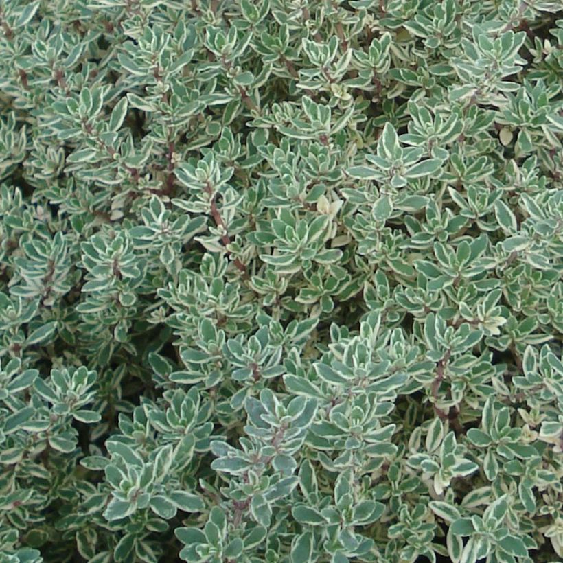 Thymus x citriodorus Silver Queen - Timo limone pennacchio (Foliage)