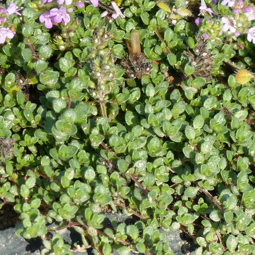 Thymus hirsutus - Timo (Foliage)