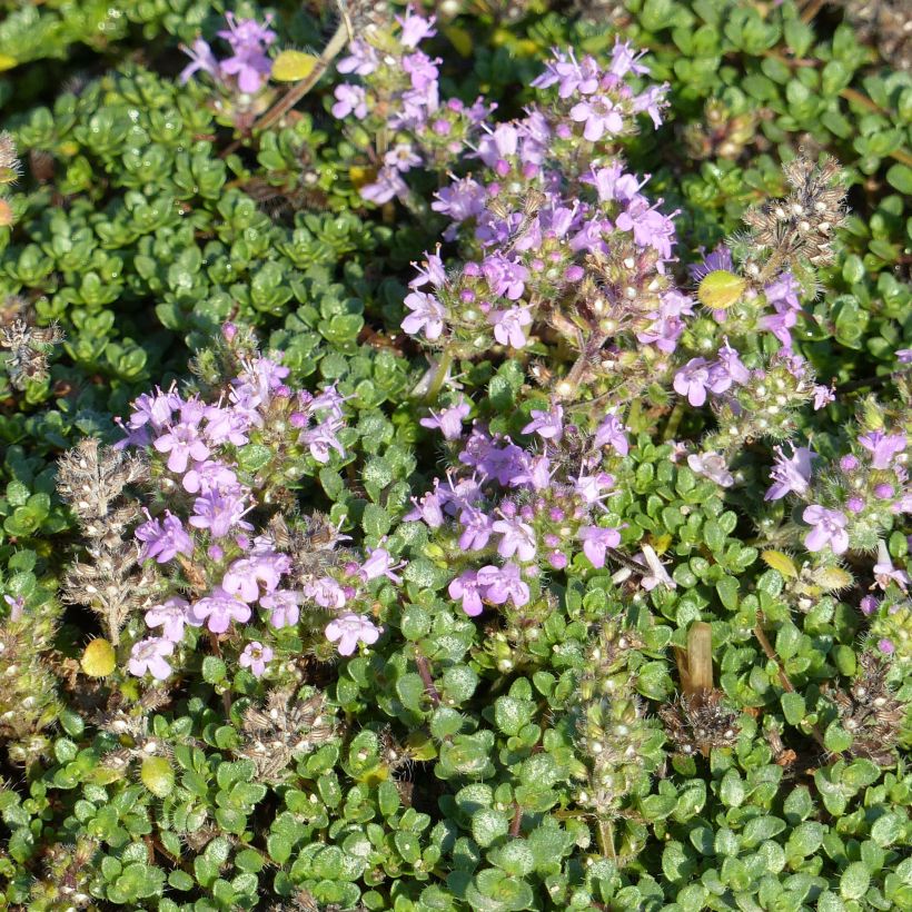 Thymus hirsutus - Timo (Flowering)