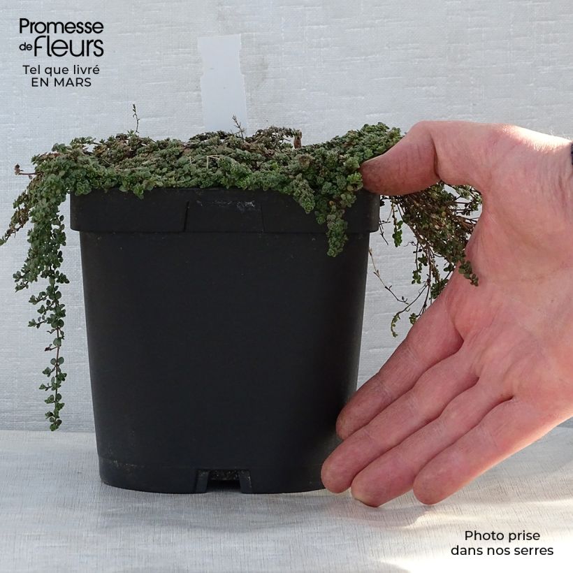 Example of Thymus hirsutus - Timo Vaso da 2L/3L as you get in printemps